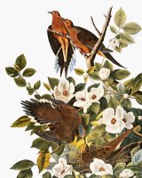 Audubon Dove by John James Audubon