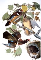 Audubon Duck by John James Audubon