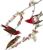 Audubon Finch 1827 38 by John James Audubon