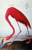 Audubon Flamingo 1827 by John James Audubon