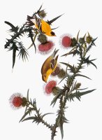 Audubon Goldfinch by John James Audubon