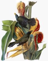 Audubon Grackle by John James Audubon