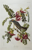 Audubon Gray Tyrant Gray Kingbird by John James Audubon