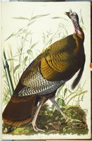 Audubon Great American Beck Male Wild Turkey by John James Audubon