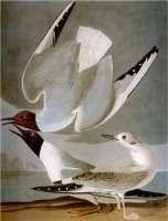 Audubon Gull by John James Audubon