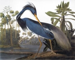 Audubon Heron 1827 by John James Audubon
