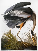 Audubon Heron by John James Audubon