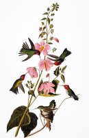 Audubon Hummingbird by John James Audubon
