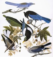 Audubon Jay And Magpie by John James Audubon