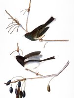 Audubon Junco 1827 by John James Audubon