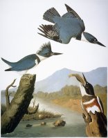 Audubon Kingfisher 1827 by John James Audubon