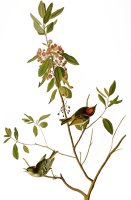 Audubon Kinglet 1827 by John James Audubon