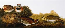 Audubon Lark by John James Audubon