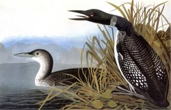 Audubon Loon 1827 by John James Audubon