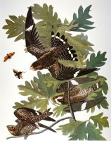 Audubon Nighthawk by John James Audubon