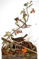 Audubon Ovenbird by John James Audubon
