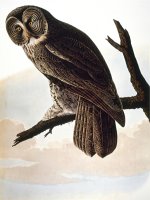 Audubon Owl by John James Audubon