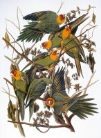 Audubon Parakeet by John James Audubon