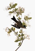 Audubon Pewee 1827 38 by John James Audubon