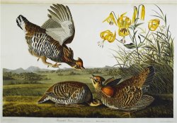 Audubon Pinnated Grouse Greater Prairie Chicken by John James Audubon