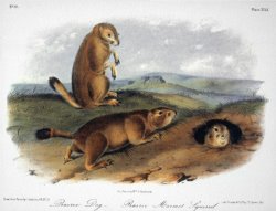 Audubon Prairie Dog 1844 by John James Audubon