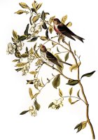 Audubon Redpoll 1827 by John James Audubon