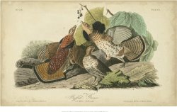 Audubon Ruffed Grouse by John James Audubon