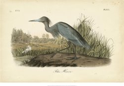Audubon S Blue Heron by John James Audubon