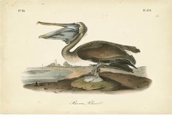 Audubon S Brown Pelican by John James Audubon