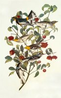 Audubon S Warbler by John James Audubon