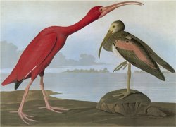 Audubon Scarlet Ibis by John James Audubon