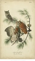 Audubon Screech Owl by John James Audubon