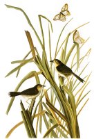 Audubon Sparrow 1827 by John James Audubon