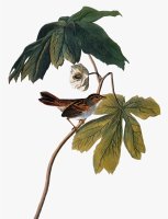 Audubon Sparrow 1827 38 by John James Audubon