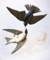 Audubon Swallows 1827 38 by John James Audubon