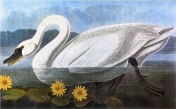 Audubon Swan 1827 by John James Audubon