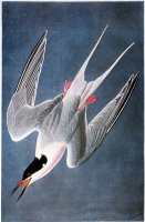 Audubon Tern by John James Audubon