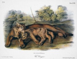 Audubon The Cougar by John James Audubon