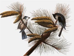 Audubon Titmouse by John James Audubon