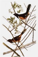 Audubon Towhee by John James Audubon