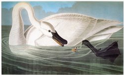 Audubon Trumpeter Swan by John James Audubon