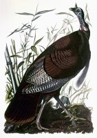 Audubon Turkey by John James Audubon