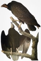 Audubon Turkey Vulture by John James Audubon