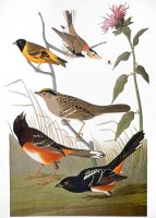 Audubon Various Birds by John James Audubon