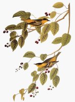 Audubon Warbler by John James Audubon