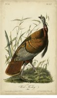 Audubon Wild Turkey by John James Audubon