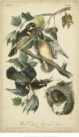 Audubon Wood Duck by John James Audubon