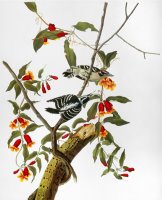 Audubon Woodpecker 1827 by John James Audubon