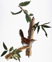 Audubon Wren 1827 38 by John James Audubon