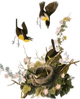 Audubon Yellow Chat by John James Audubon